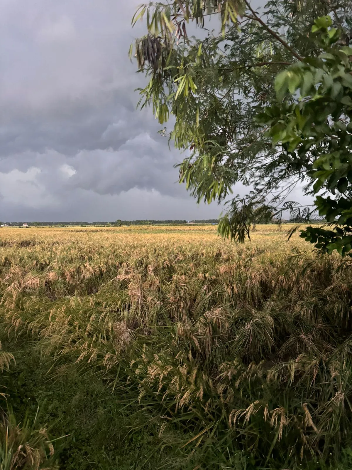 Foto Keadaan Belakang Rumah