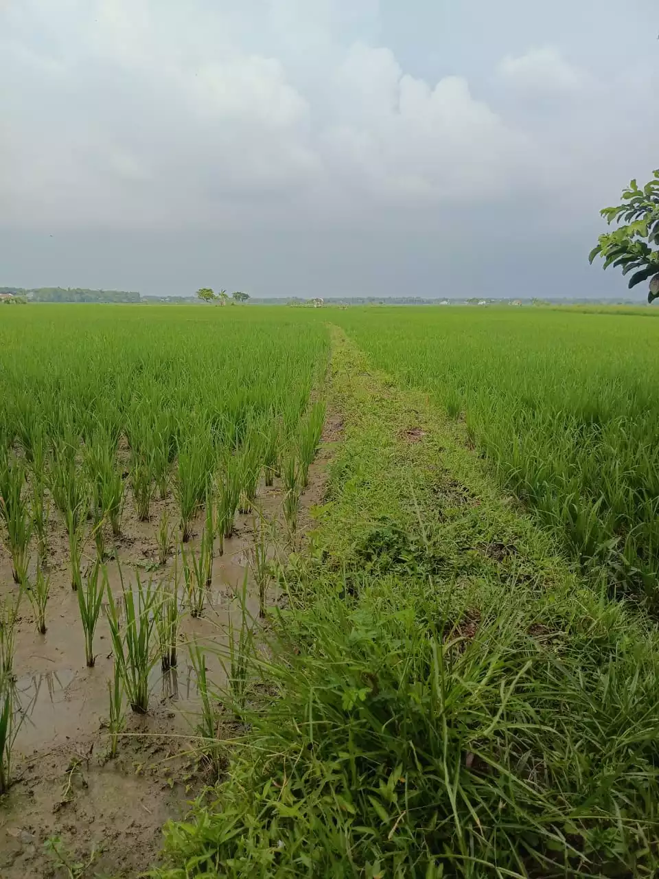 Pemandangan Belakang Rumah